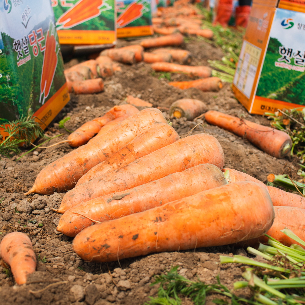 햇 당근 흙 제주 구좌 경남 창원 당근 3kg 5kg 국내산