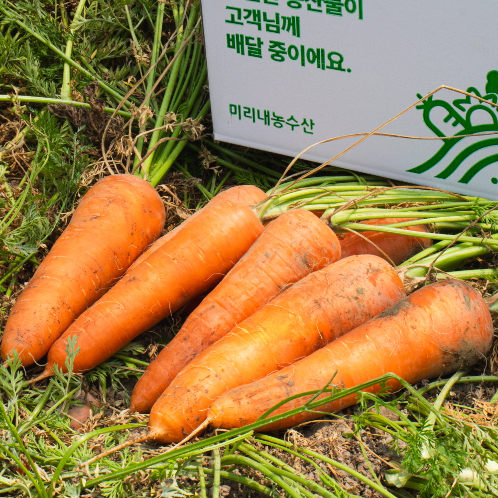햇 당근 흙 제주 구좌 경남 창원 당근 3kg 5kg 국내산