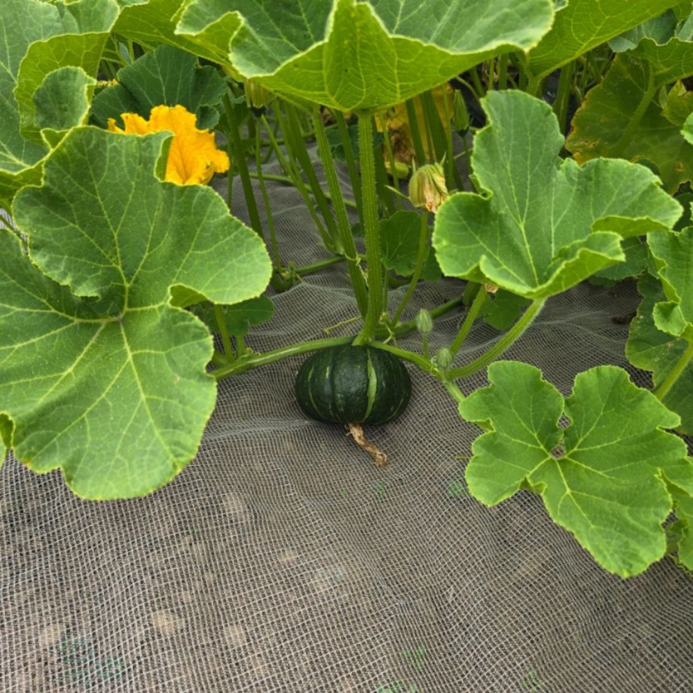 소소한밭 제주 미니 밤호박 보우짱 단호박 미니 호박 10kg, 1개 - 상세 이미지 2