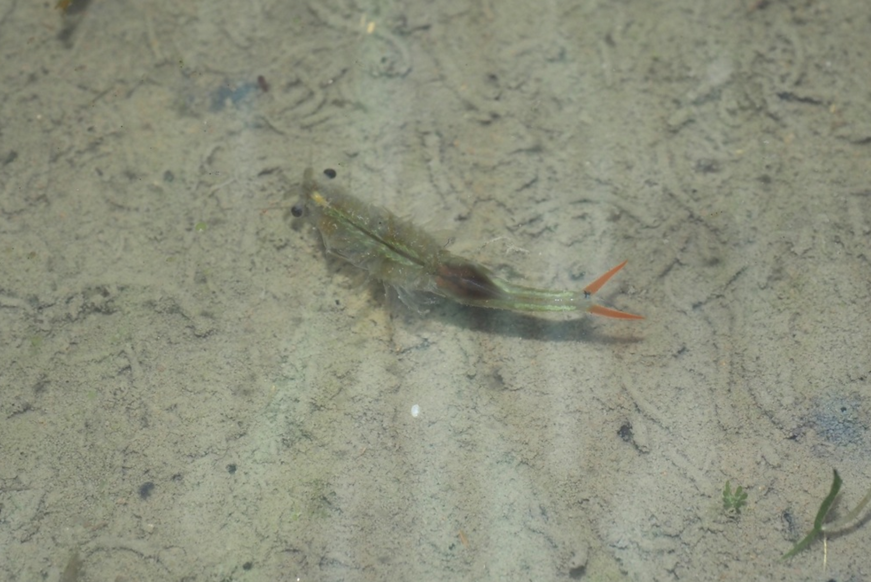 작지만 놀라운 생명체 풍년새우 키우기 5마리 상품 이미지