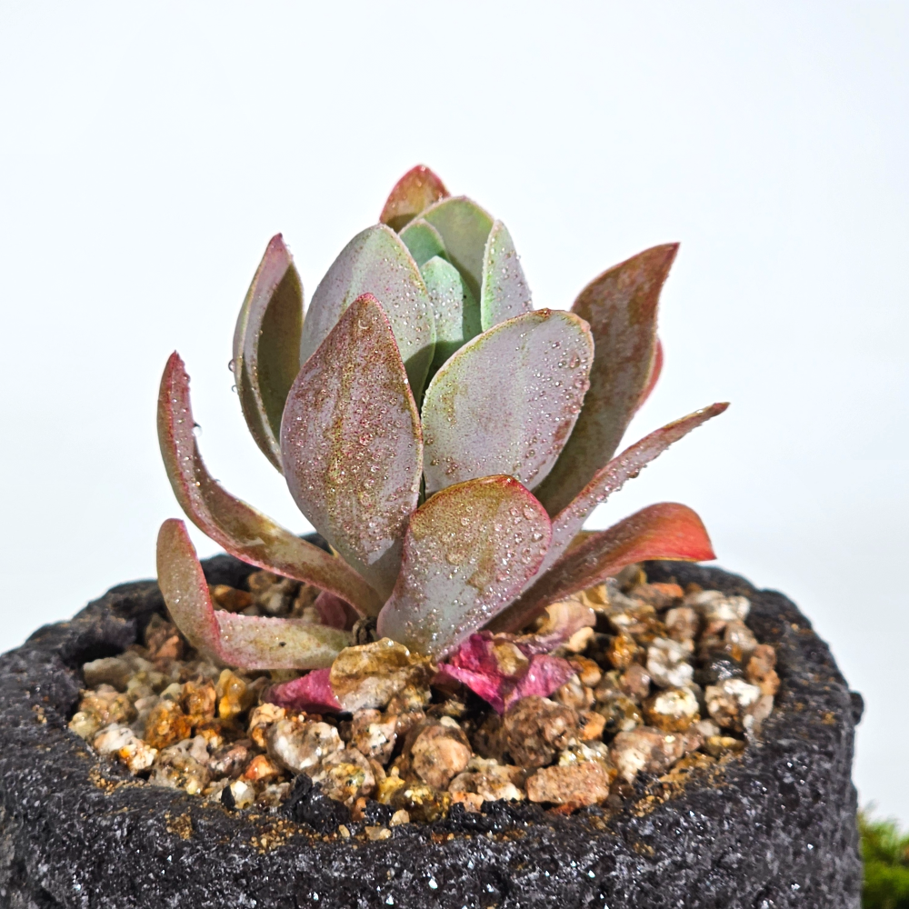 ［직접재배 토종자생식물］강원도 북부월동 바위솔 4치 10cm - 상세 이미지 2