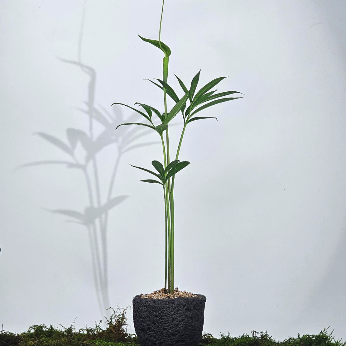 ［직접재배 토종자생식물］강원도 북부월동 두루미천남성 한국특산식물 15cm - 상품 이미지
