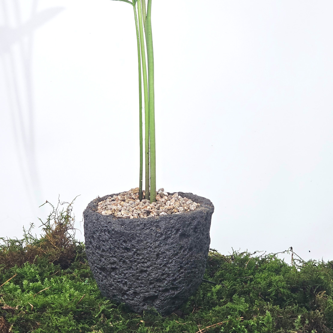［직접재배 토종자생식물］강원도 북부월동 두루미천남성 한국특산식물 15cm - 상세 이미지 5