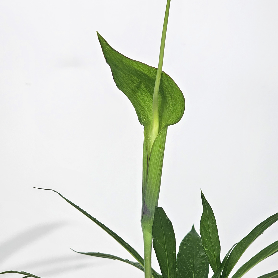 ［직접재배 토종자생식물］강원도 북부월동 두루미천남성 한국특산식물 15cm - 상세 이미지 2