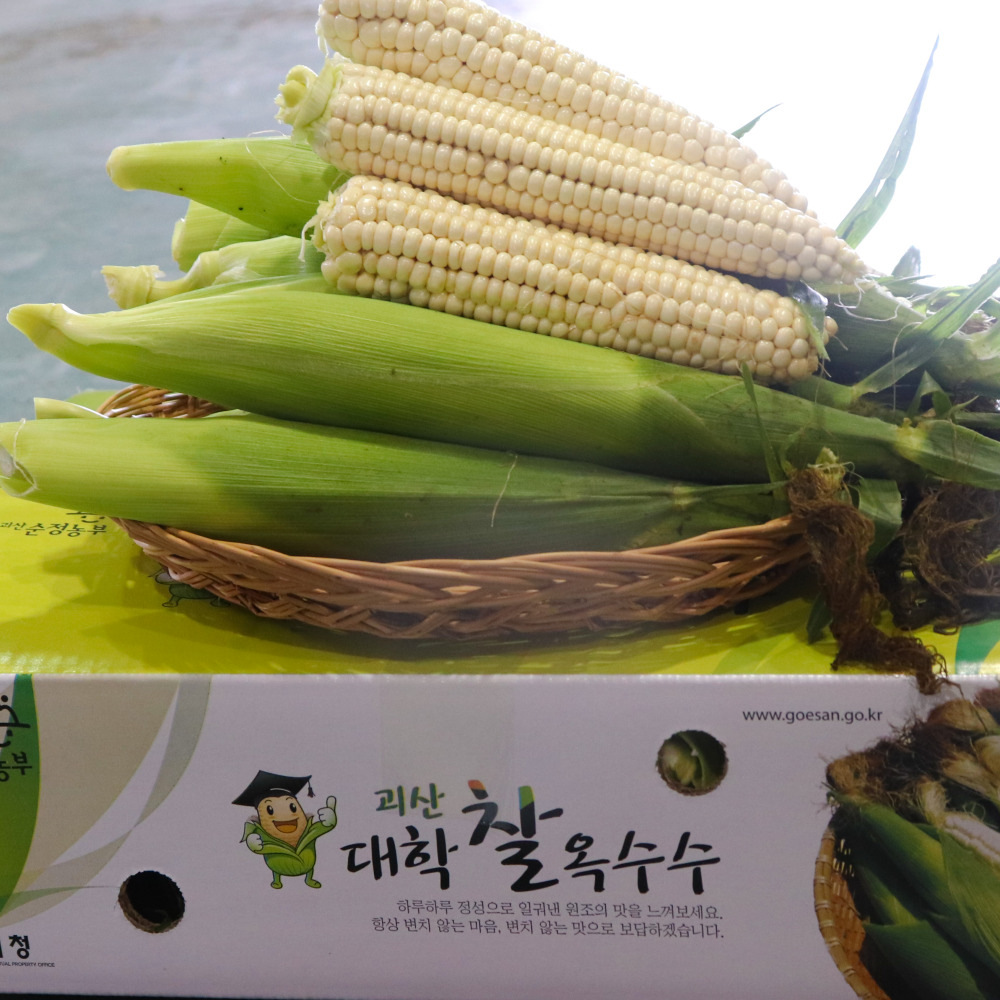 진심먹거리 26년 첫수확 산지직송 괴산 대학 찰옥수수 - 상품 이미지