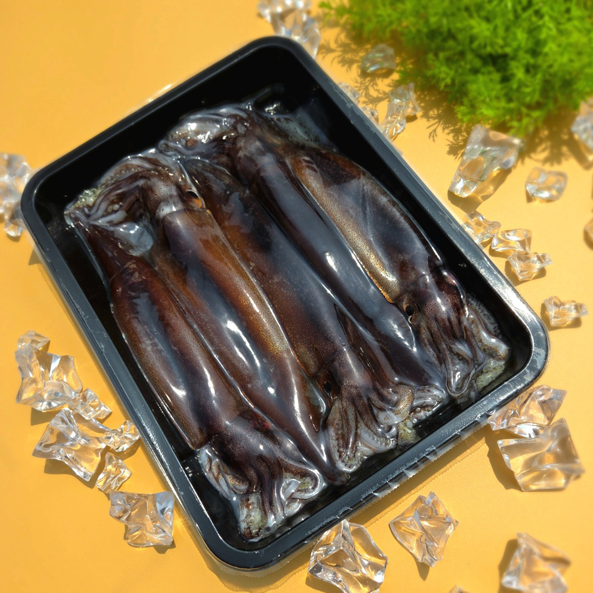초코오징어 횟감 숙회 활오징어 선동 고추장포함 5미750g - 상세 이미지 2