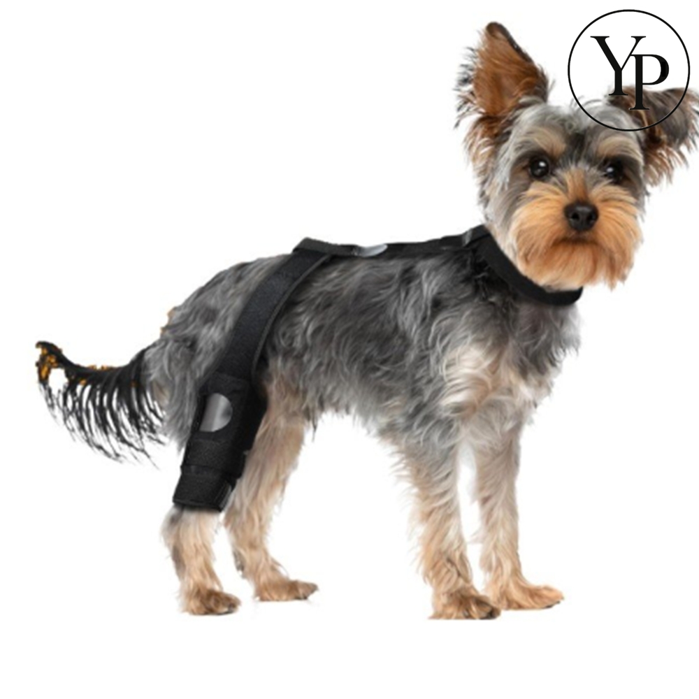 강아지 슬개골탈구 보호대 노견 관절보호 고관절 탈골 고정밴드 동물의료기기