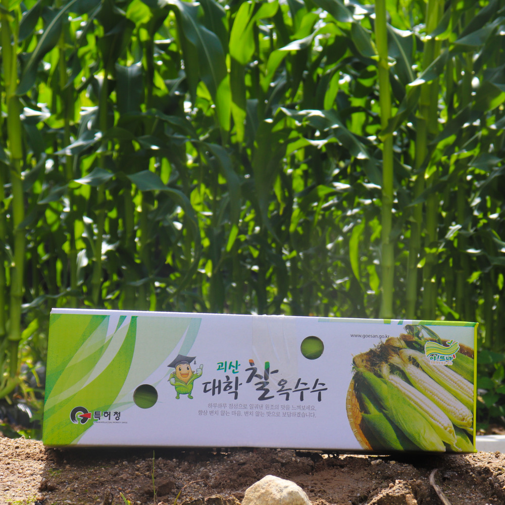 진심먹거리 26년 첫수확 산지직송 괴산 대학 찰옥수수 이미지 8