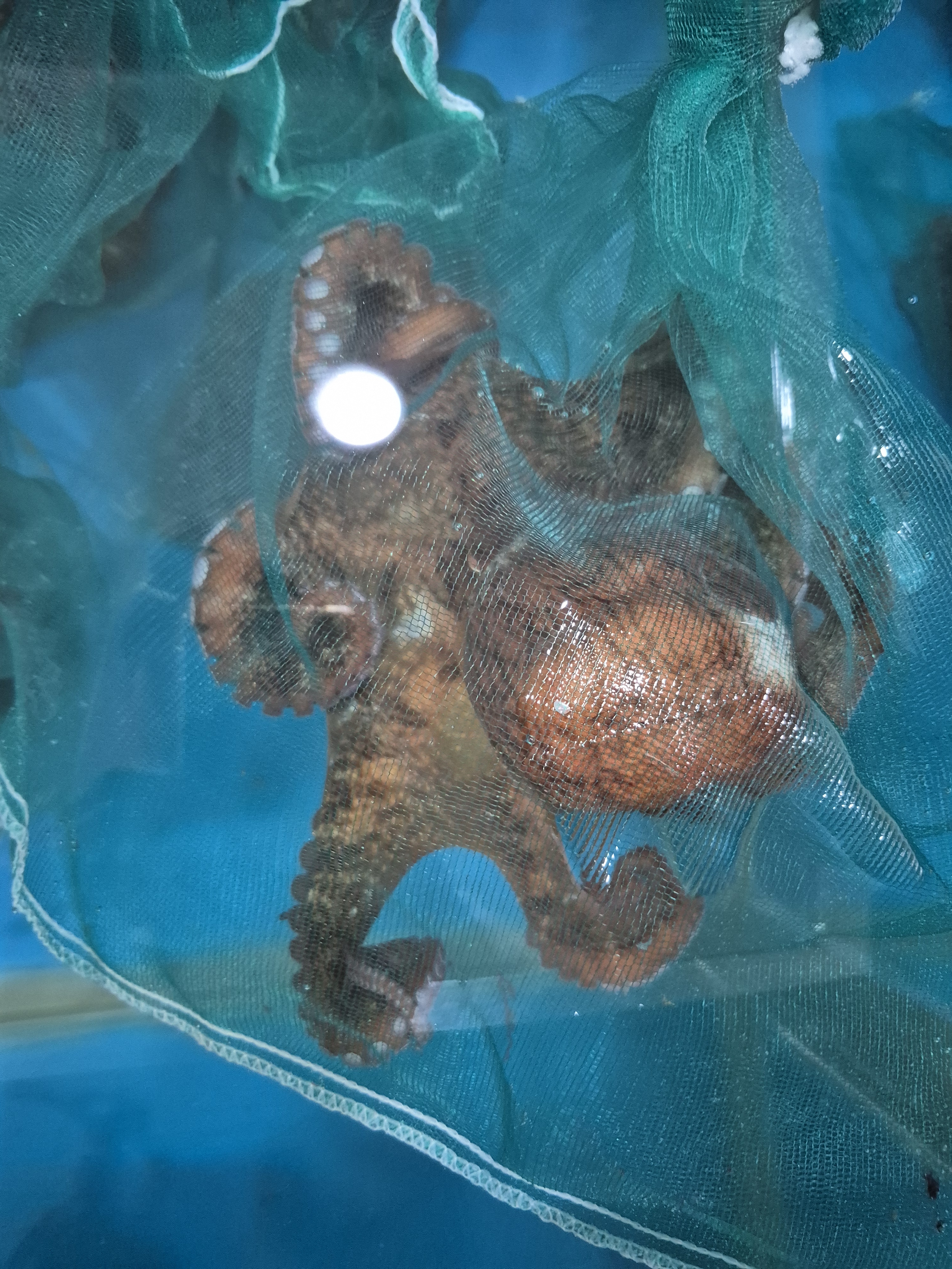 나나수산 죽변항 자연산 참문어 피문어 문어숙회 (1kg 내외) - 상세 이미지 3