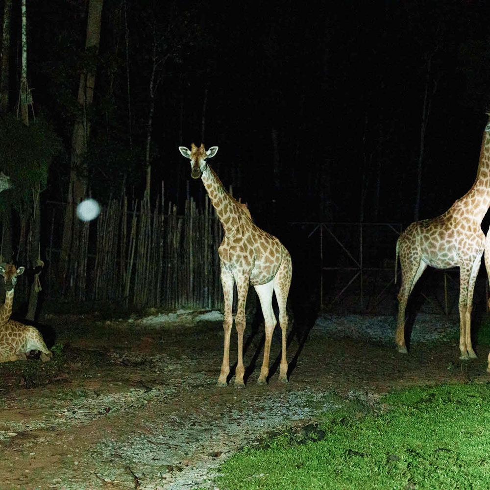푸꾸옥 나이트사파리&그랜드월드 단독투어 야간 렌트카 딘화쇼 분수쇼