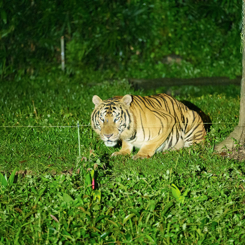 푸꾸옥 나이트사파리&그랜드월드 단독투어 야간 렌트카 딘화쇼 분수쇼