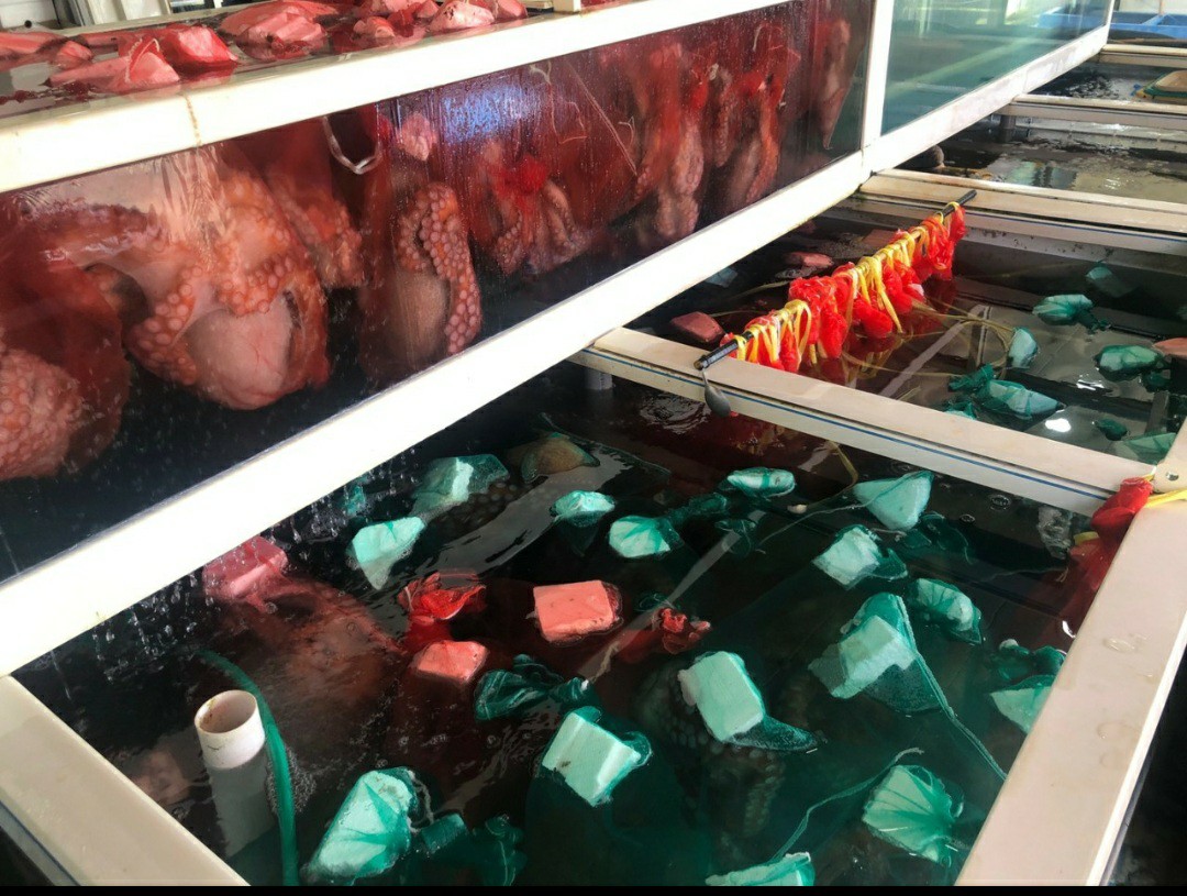 나나수산 죽변항 자연산 참문어 피문어 문어숙회 (1kg 내외) - 상세 이미지 5