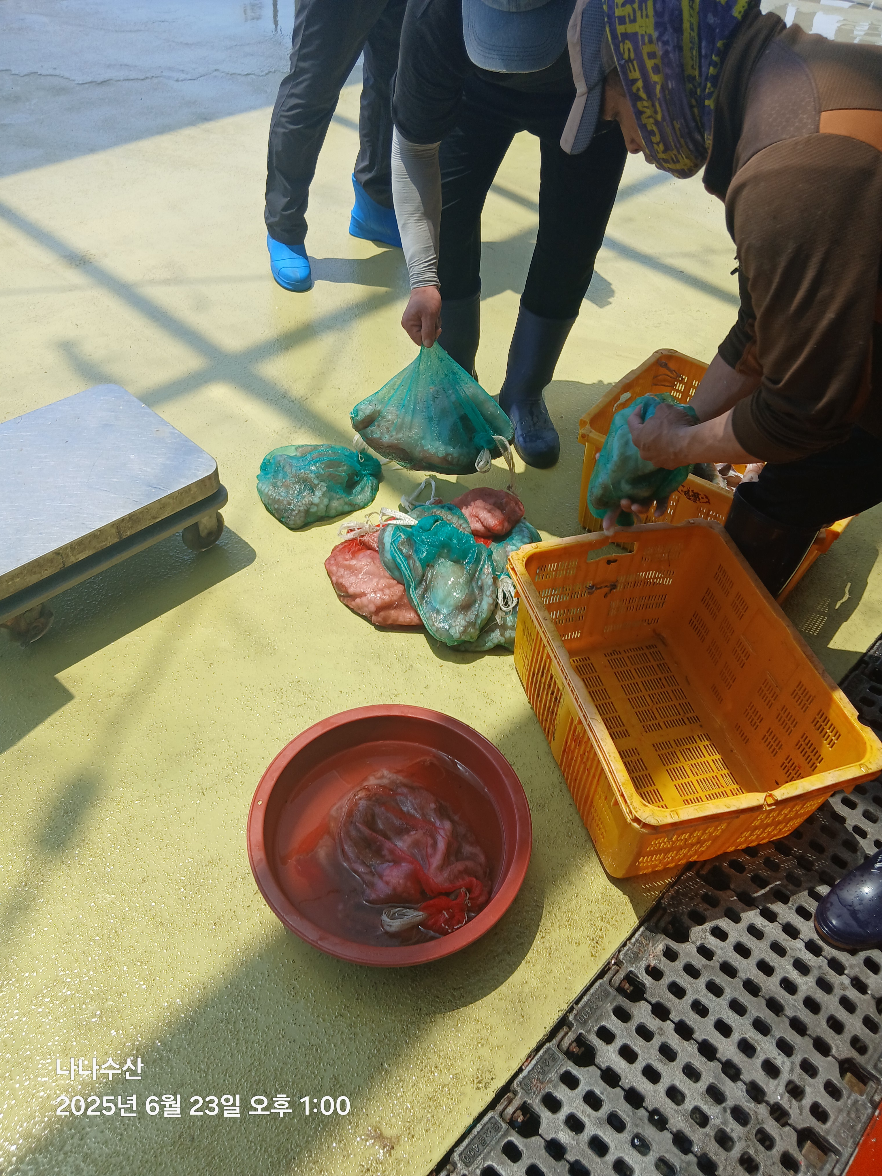 나나수산 죽변항 자연산 참문어 피문어 문어숙회 (1kg 내외) - 상세 이미지 2