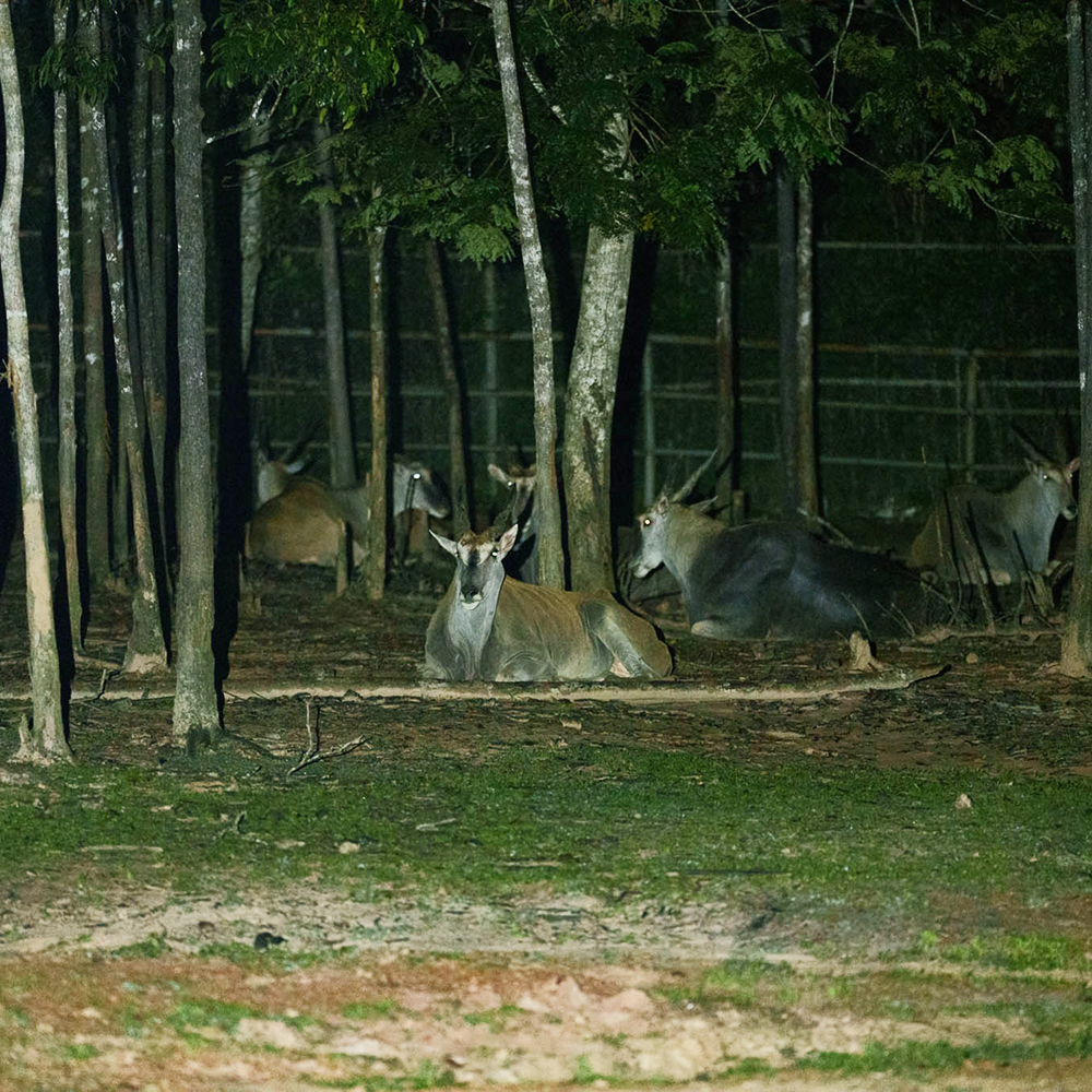 푸꾸옥 나이트사파리&그랜드월드 단독투어 야간 렌트카 딘화쇼 분수쇼