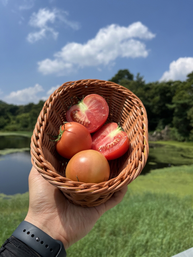(타임어택 빅딜) 유럽종 완숙 찰 토마토 로얄과 도매가-3kg 외 - 메인 이미지