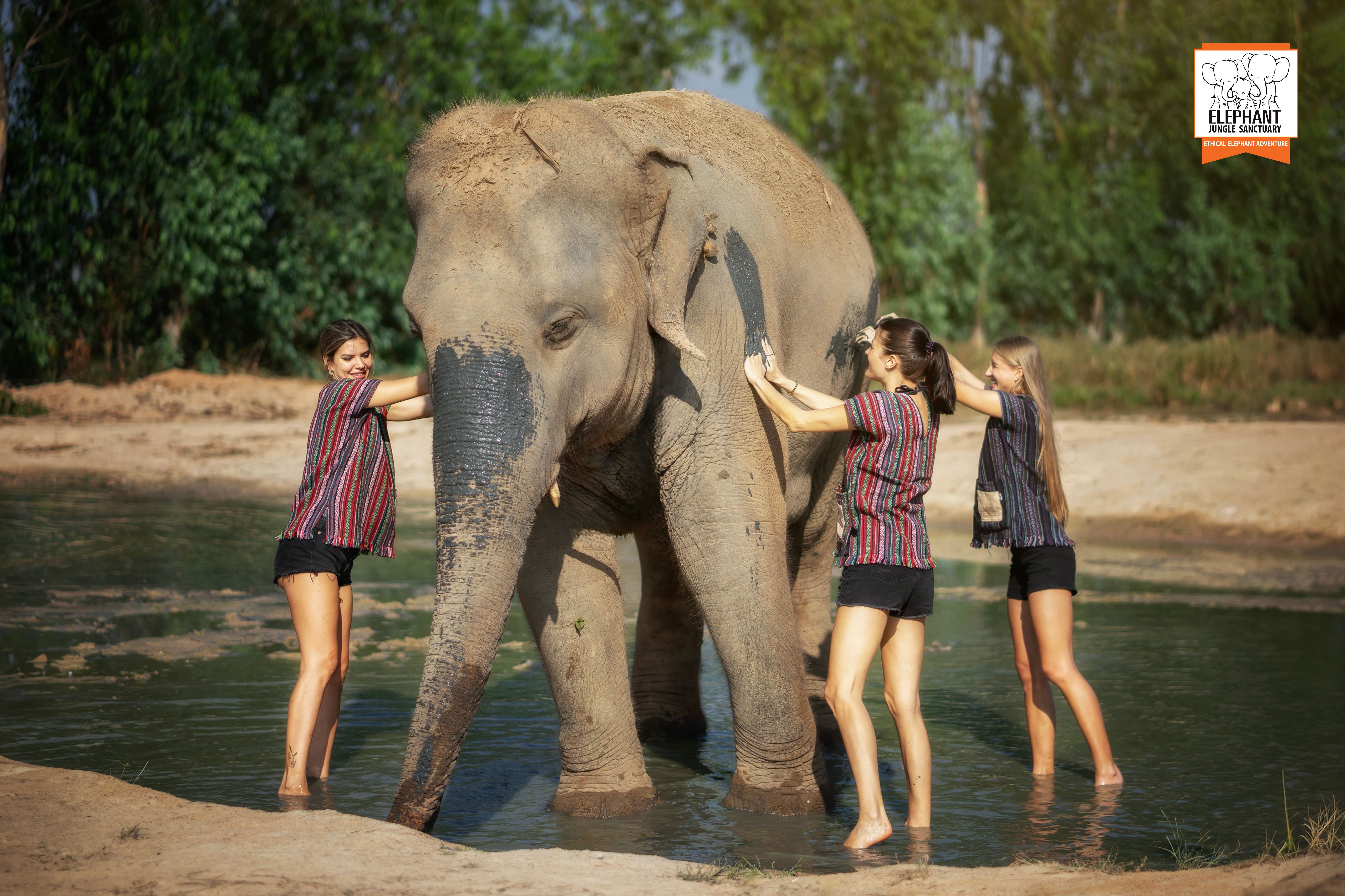 [기프티콘 이벤트] 파타야 코끼리 보호 캠프(Elephant Jungle Sanctuary) 방문 이미지 7