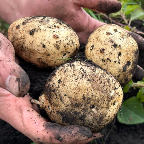 2025년 햇감자 수미 감자 2kg