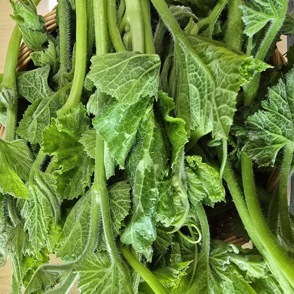 친환경 당일수확 햇 호박잎 호박순 1kg - 상세 이미지 2