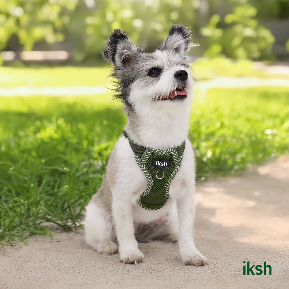일감생활 강아지 하네스 앞섬방지 가슴줄 Y형 소형견 슬개골 야광 여름 매쉬 소재 버클
