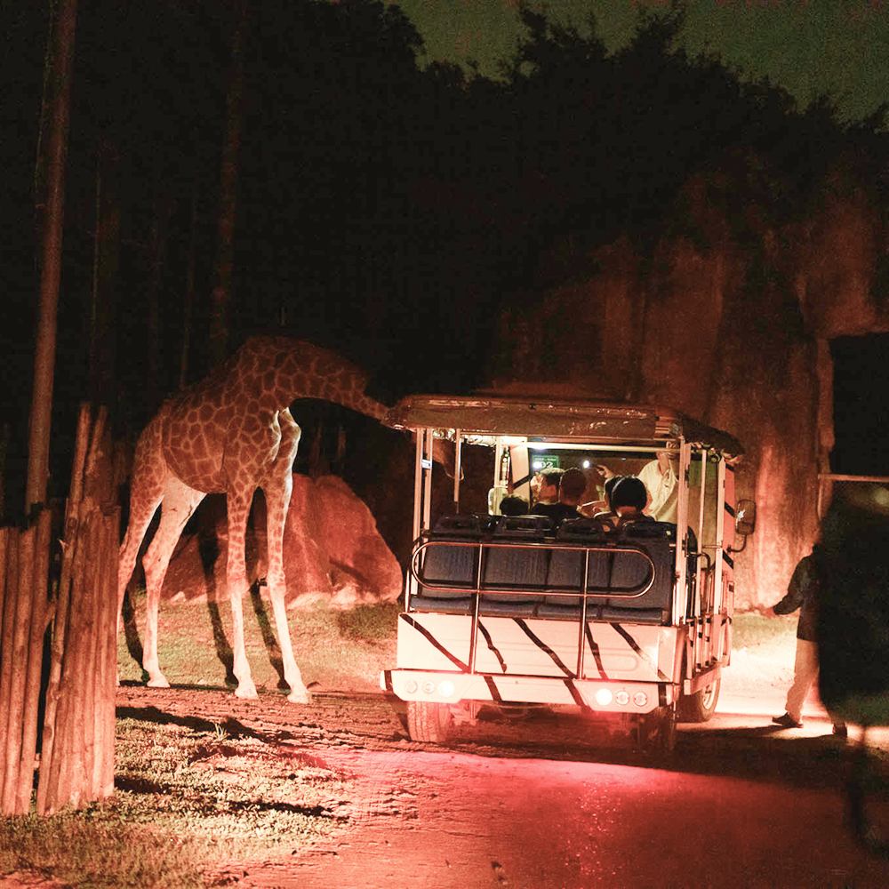 푸꾸옥 나이트사파리&그랜드월드 단독투어 야간 렌트카 딘화쇼 분수쇼