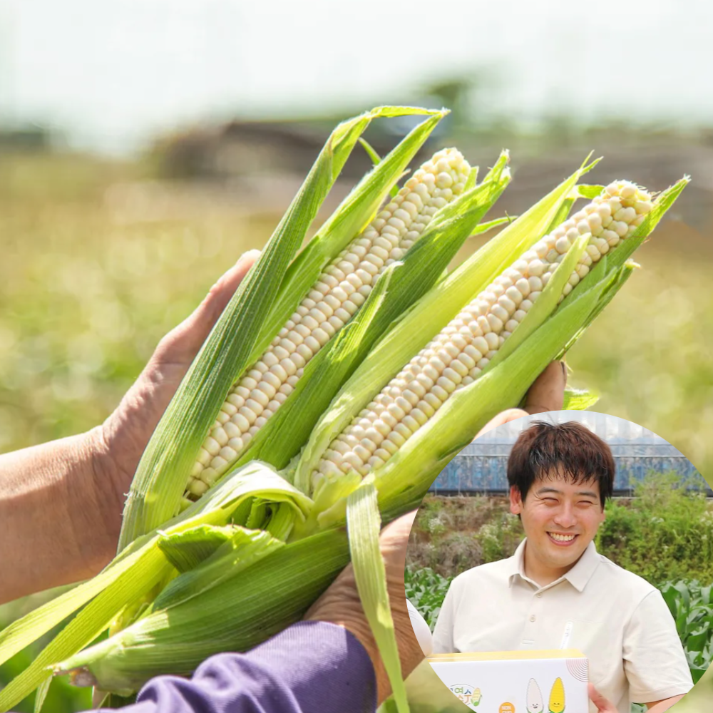 향유미가 옥수수, 여수 옥수수, 미백 찰옥수수 후기, 맛있는 옥수수 추천