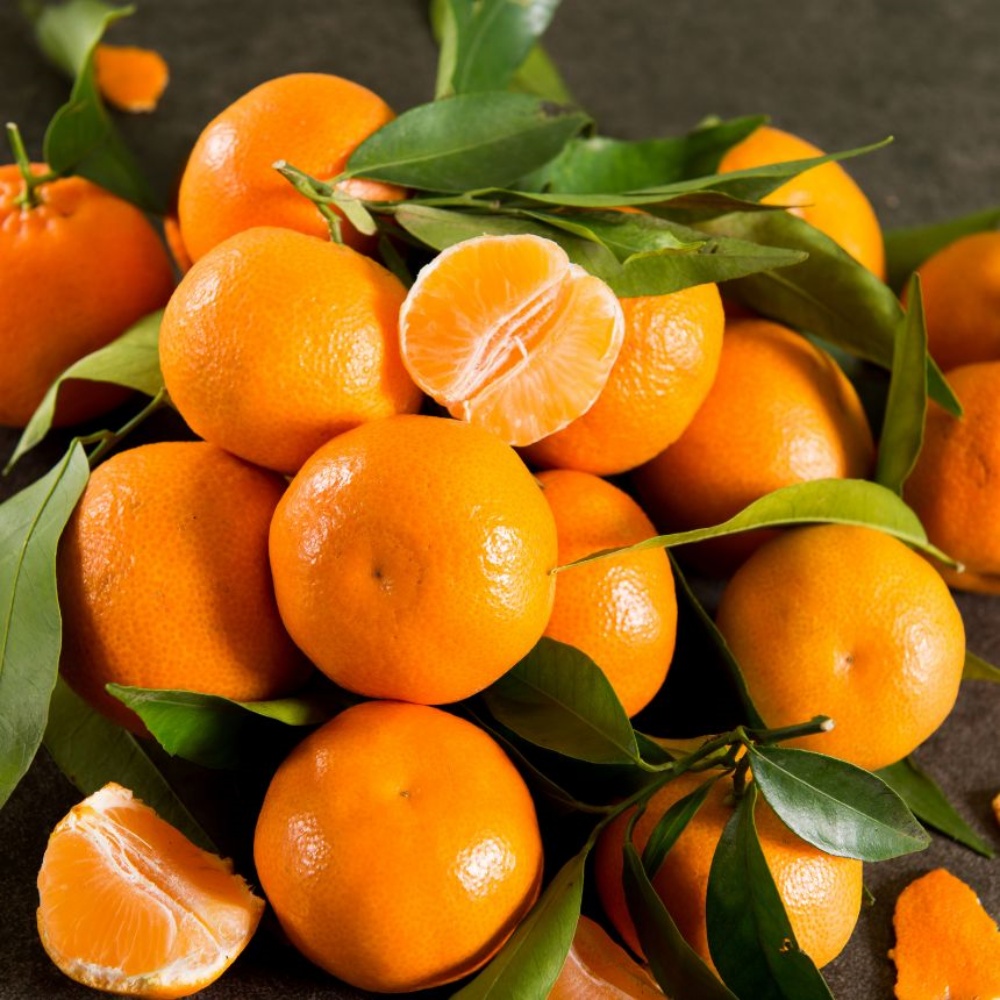 7월귤 제주여름귤 한박스 서귀포감귤 5kg 10kg 택배 제주도하우스 밀감 고당도