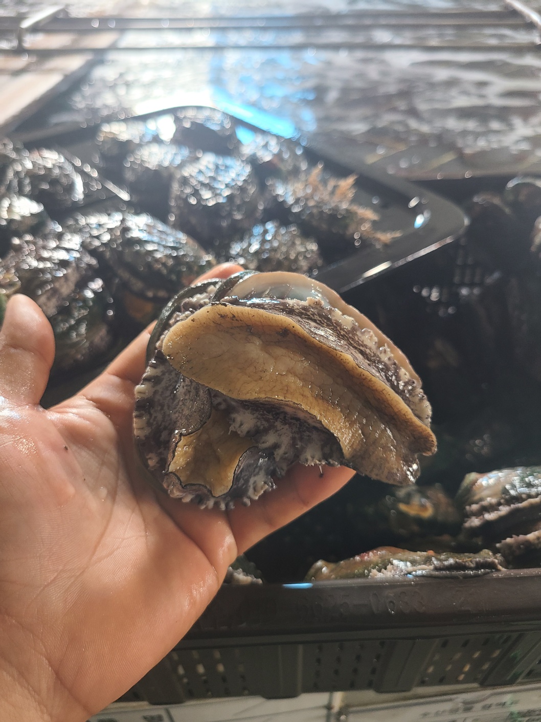 완도 전복 특대 활 전복 선물세트 1kg - 상세 이미지 5