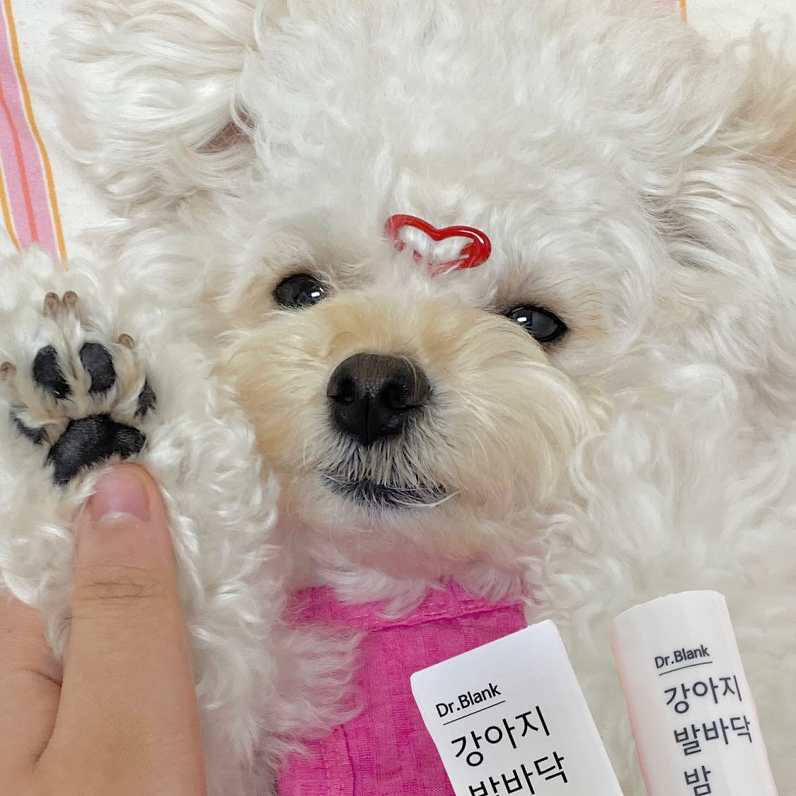 닥터블랭크 강아지 발바닥 밤 포우 발사탕 케어 습진 무향 이미지 4