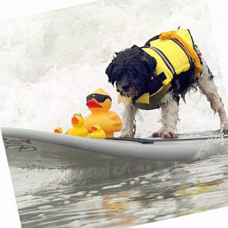 강아지 구명조끼 물놀이 서핑 수상 안전 보호 반려동물