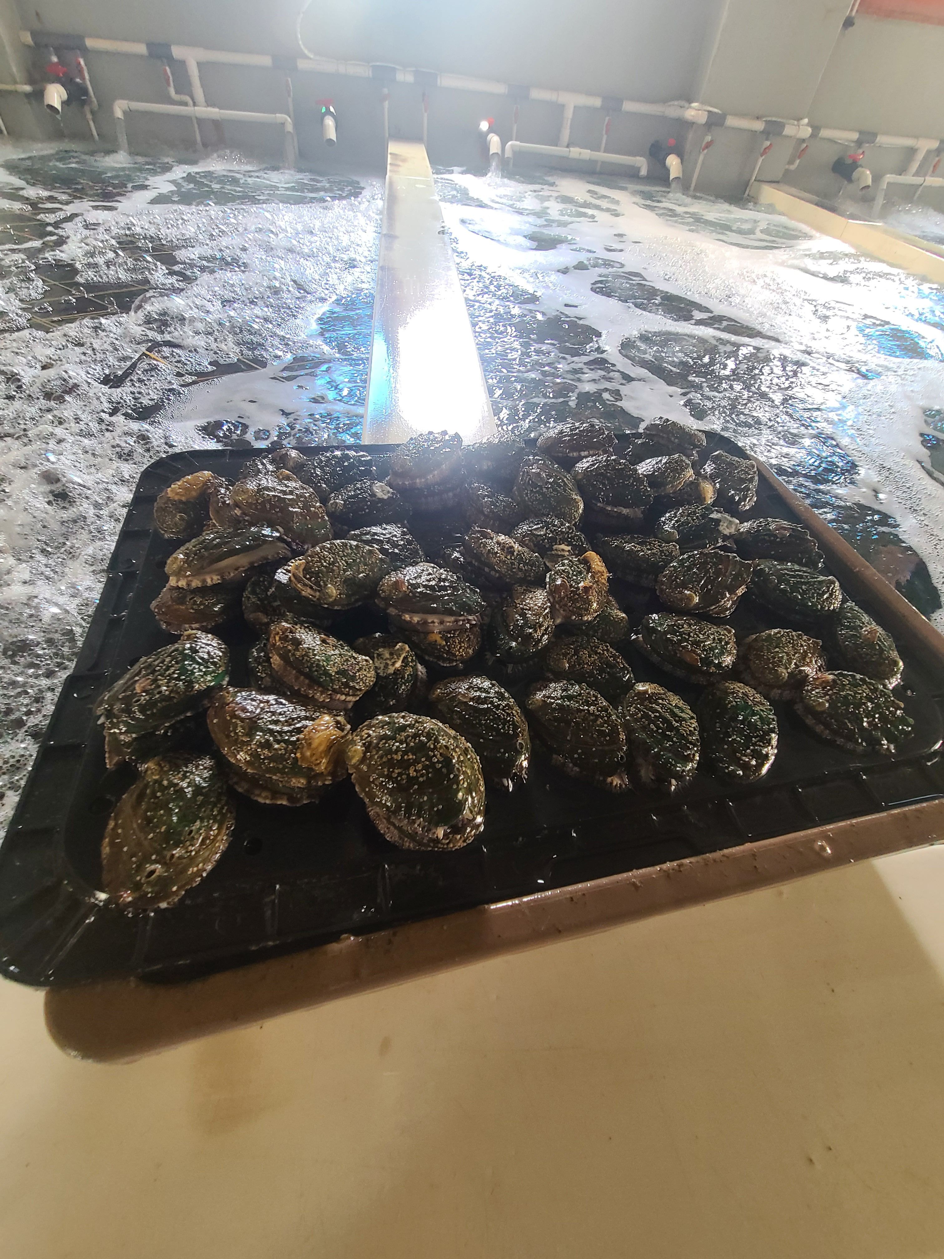 완도 전복 특대 활 전복 선물세트 1kg - 상세 이미지 2