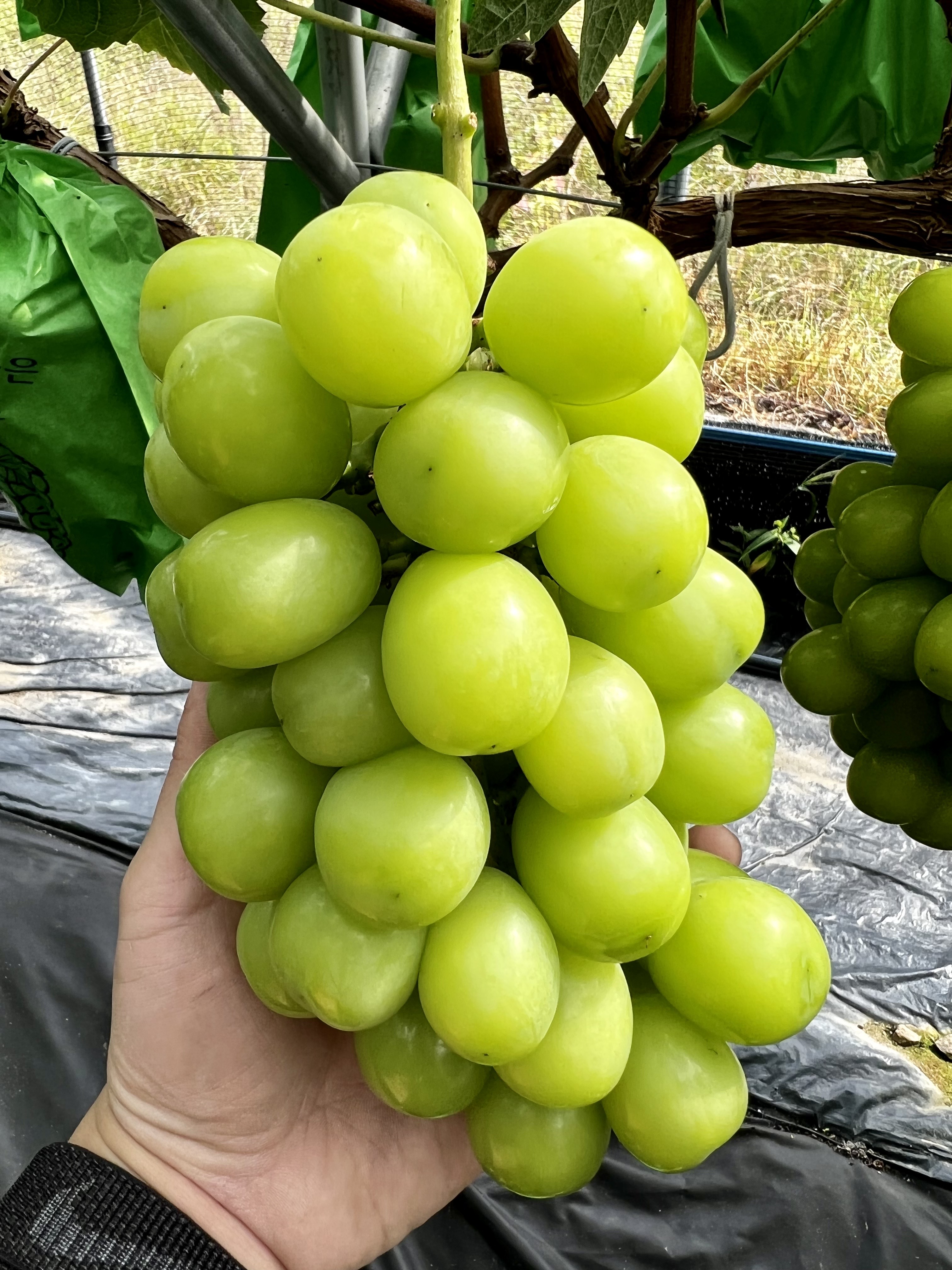 알큰 샤인머스켓 접대 선물 고당도포도 17Brix, 700g, 3개 - 상품 이미지