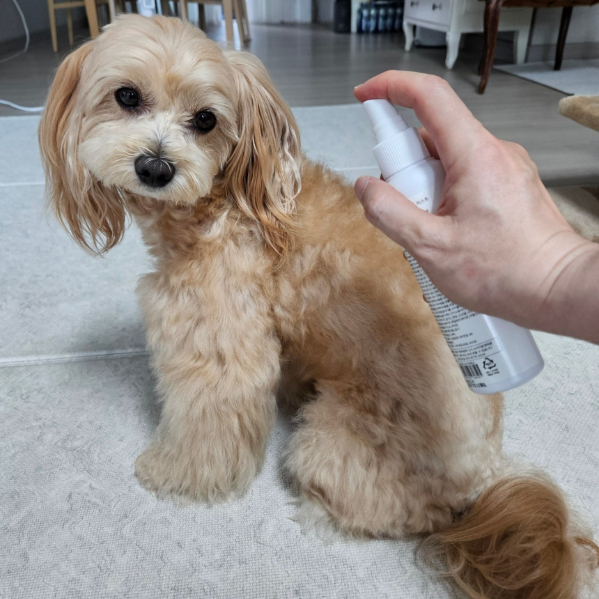 닥터블랭크 저자극 강아지 미스트 보습제 정전기 털엉킴 방지 베이비파우더, 150ml, 1개 사진 3