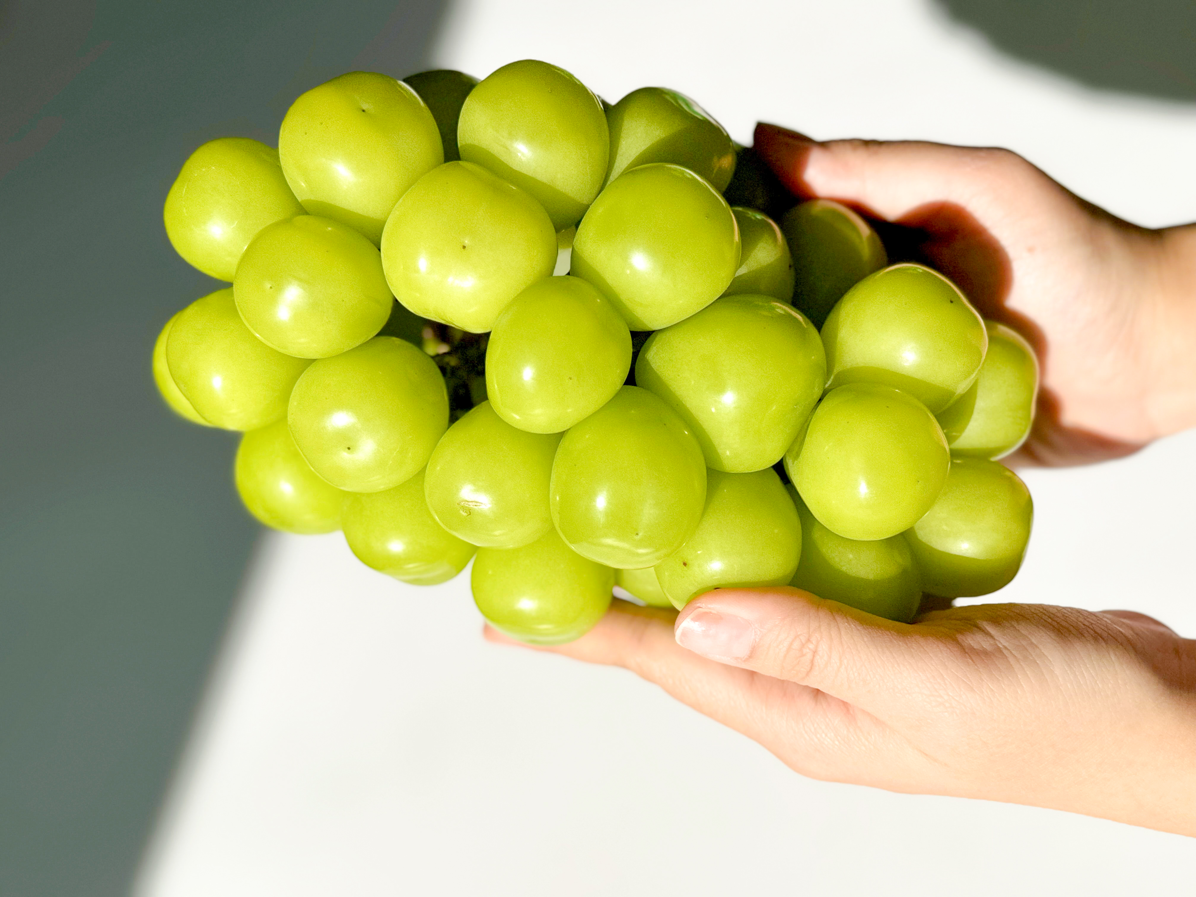 알큰 샤인머스켓 접대 선물 왕특 고당도포도 18Brix, 2kg, 1개 - 상세 이미지 5
