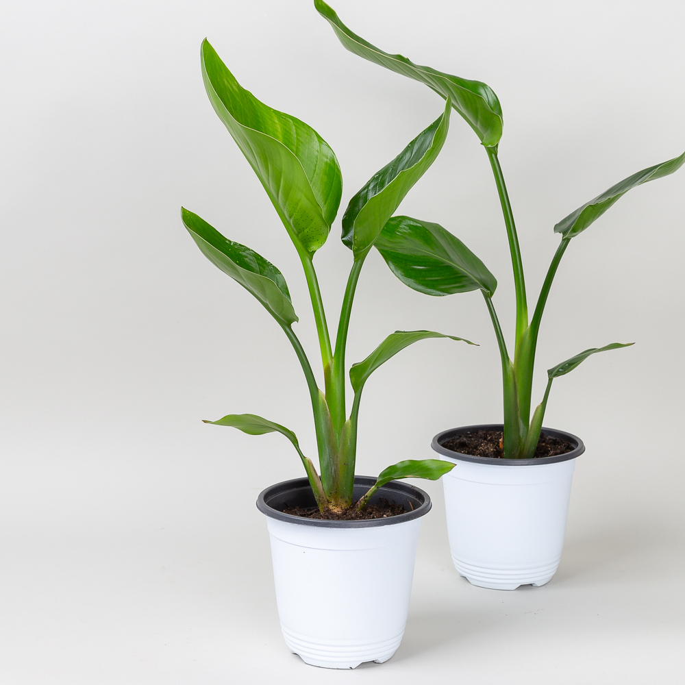 중형 여인초 극락조 키우기쉬운 반려식물 인테리어 음지 플랜테리어