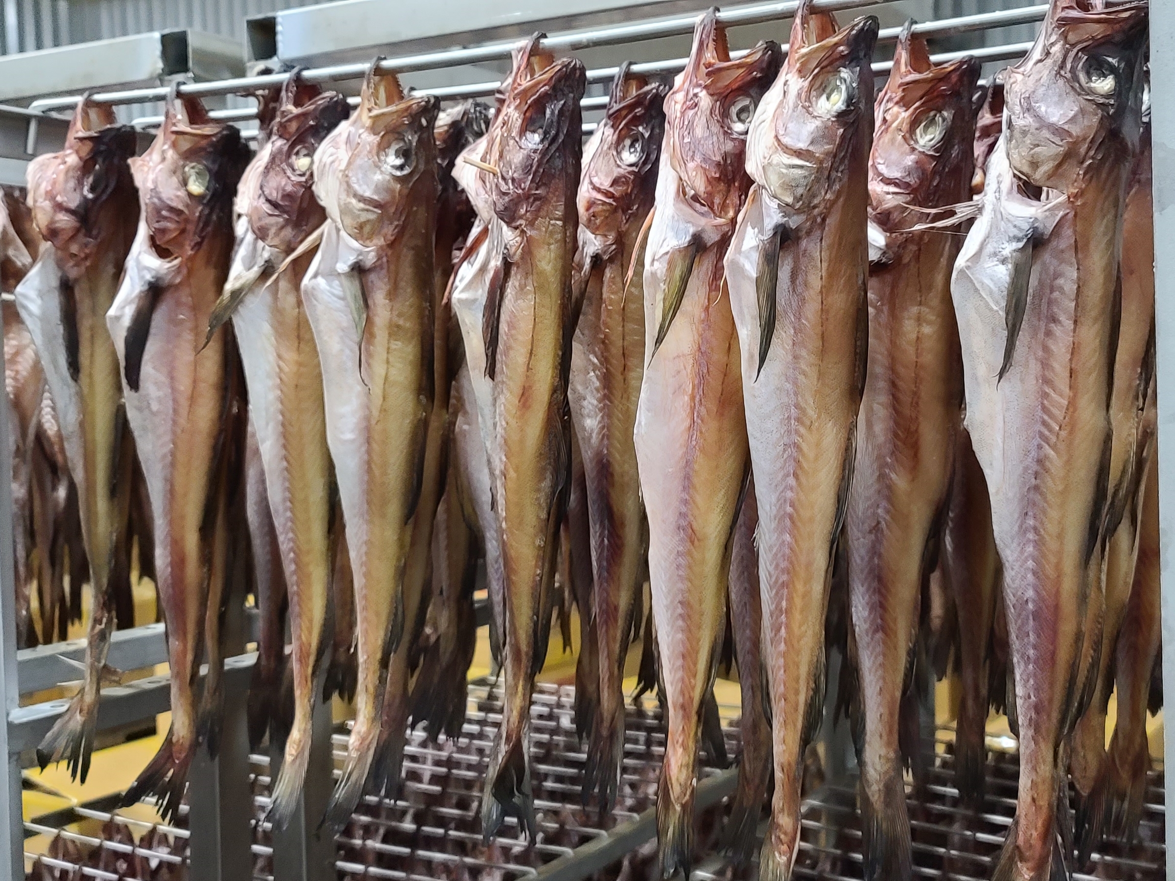 속초 코다리 찜 조림 깔끔코다리 강정 구이 냉동 손질 절단 특대 이미지 2