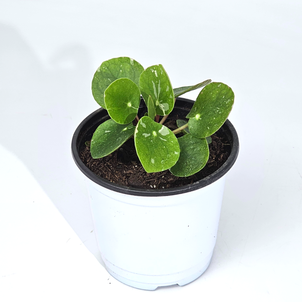 실내공기정화 식물 무늬 필레아페페 10cm