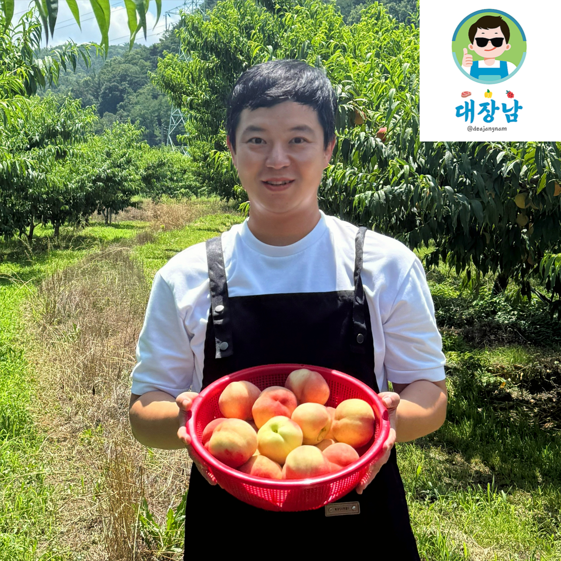 영천대극천복숭아, 내돈내산, 솔직후기, 복숭아추천, 대신장보는남자 복숭아