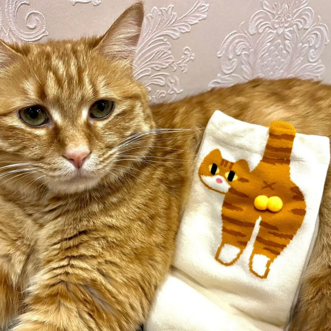 고양이 땅콩 양말 캐릭터 웃긴 커플 귀여운 선물 특이한 이미지 6