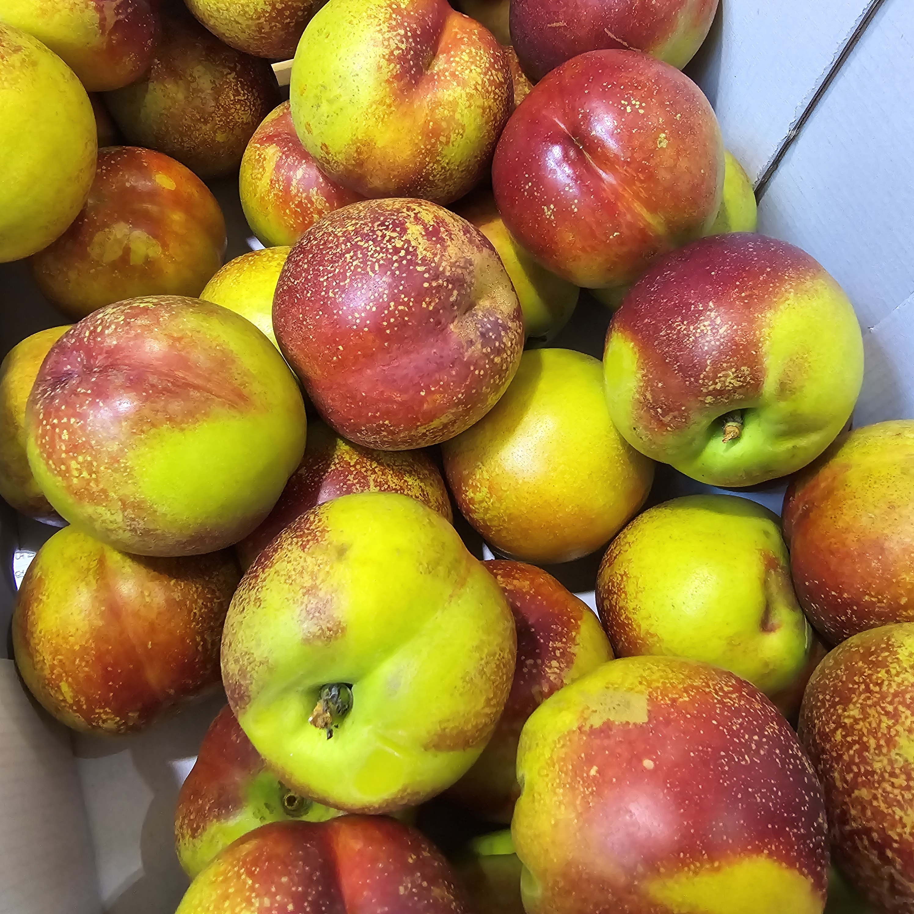 신선마켓 망고복숭아 옐로우드림 로얄과, 2kg, 1개 - 상세 이미지 4