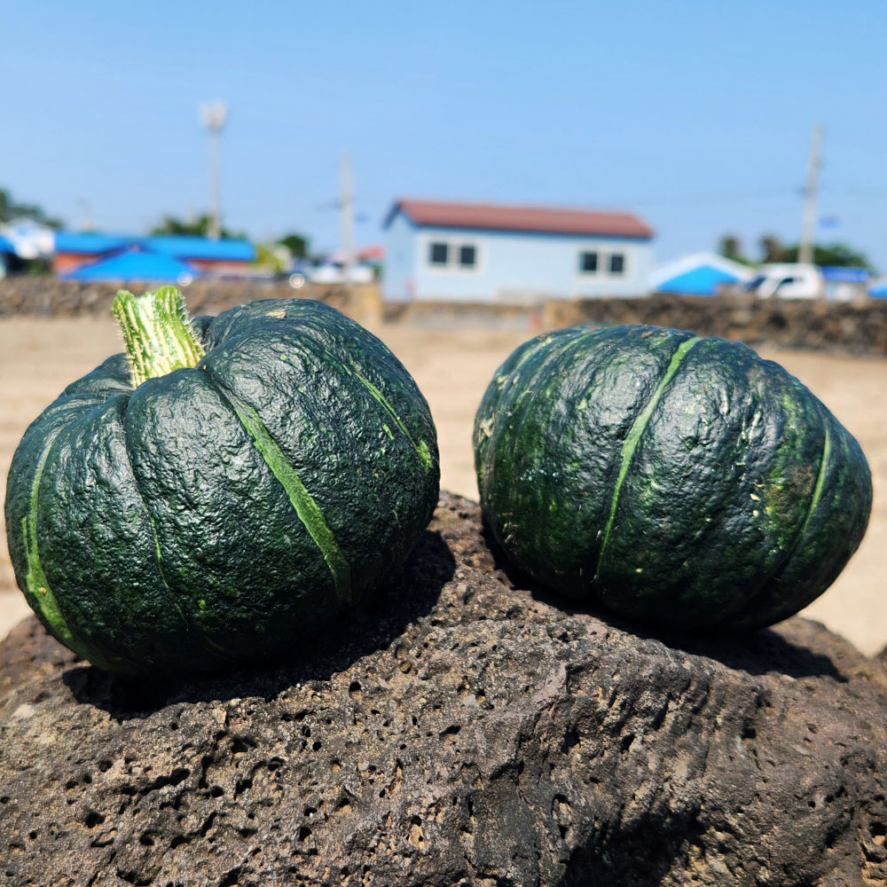제주 밤호박 미니 단호박 보우짱 제철 2kg 3kg 5kg - 상세 이미지 3