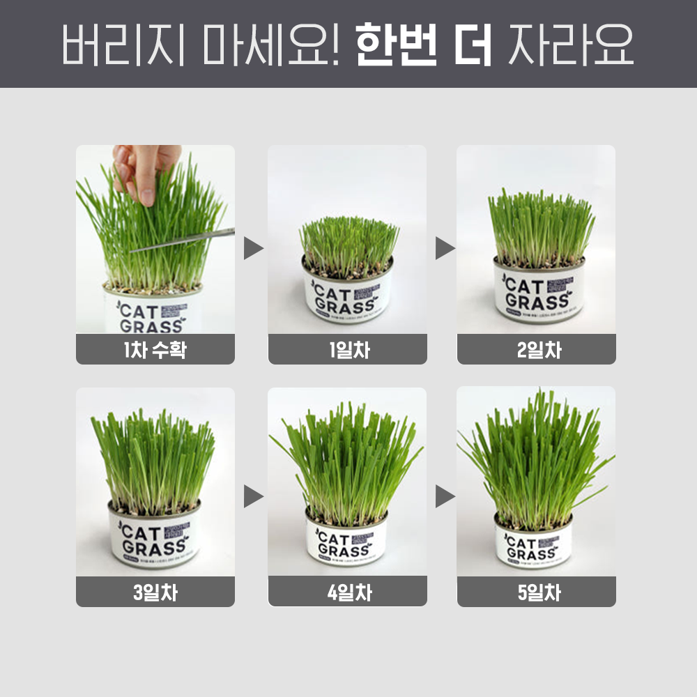 펫팀 캣그라스 고양이풀 3종 새싹보리+새싹귀리+새싹밀 이미지 3