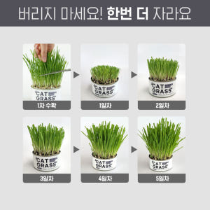 펫팀 캣그라스 고양이풀 3종 새싹보리+새싹귀리+새싹밀 솔직 후기 | 실제 사용자 리뷰 총정리 - 상품 이미지 3