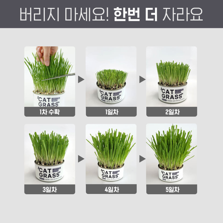 펫팀 고양이 캣그라스 재배키트 고양이풀 새싹보리 사진 6