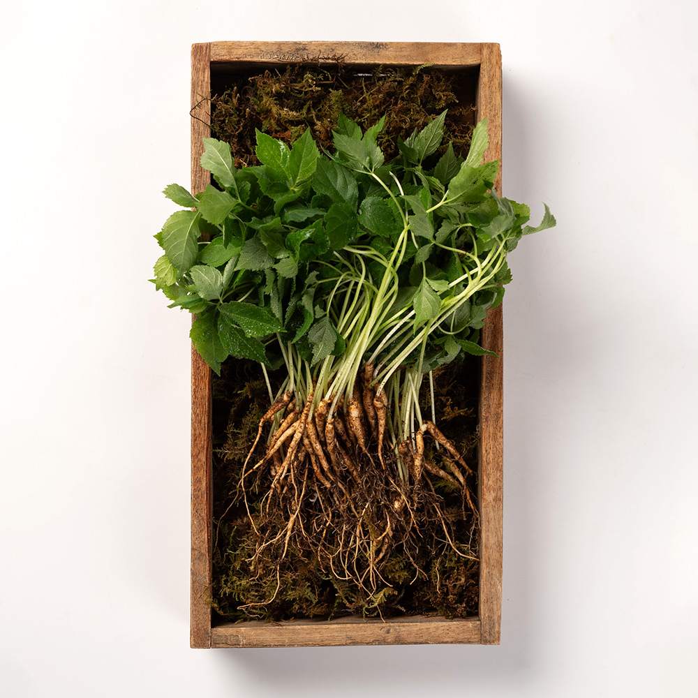 국내산 새싹삼 새싹인삼 인삼