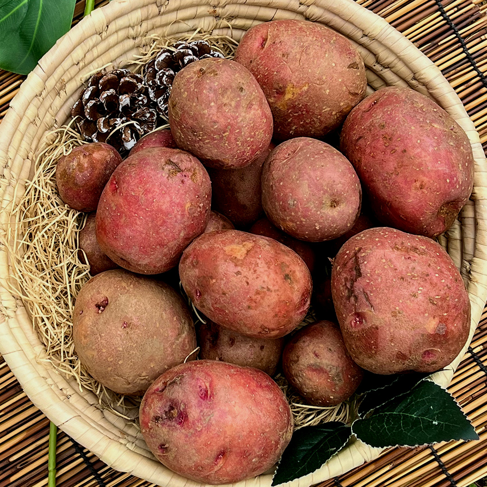 [산지직송] 포슬포슬 햇감자 알감자 수미 감자 찜 요리용 3kg 5kg 10kg - 상세 이미지 5