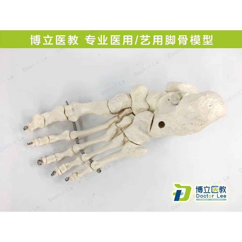 발뼈 모형 해부 디스플레이 인대관절 표본 뼈대 자료 - 상세 이미지 2