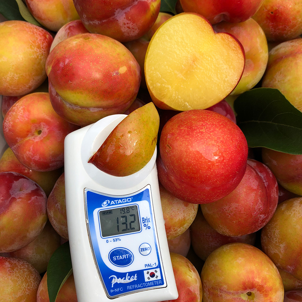 김천 고당도 대석 햇 자두 1kg 2kg 경북 산지직송 새콤달콤 26년 제철 햇자두 이미지 8
