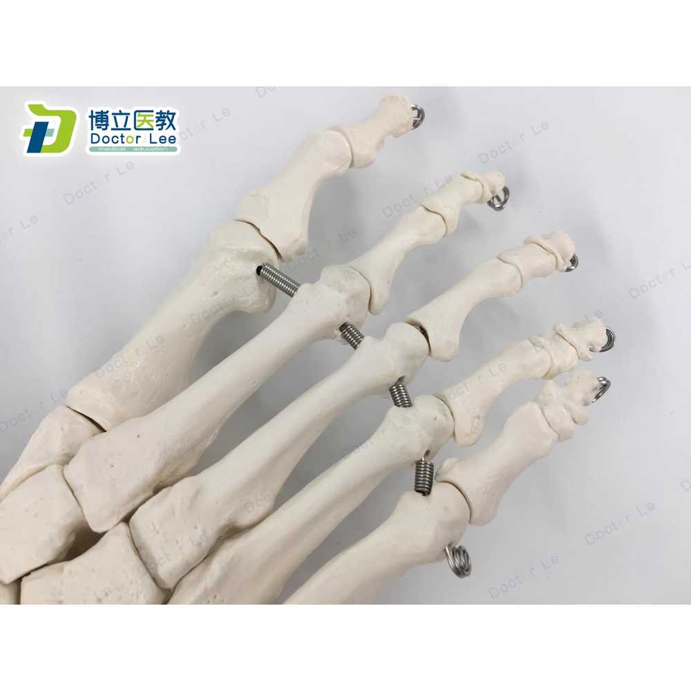 발뼈 모형 해부 디스플레이 인대관절 표본 뼈대 자료 - 상세 이미지 4