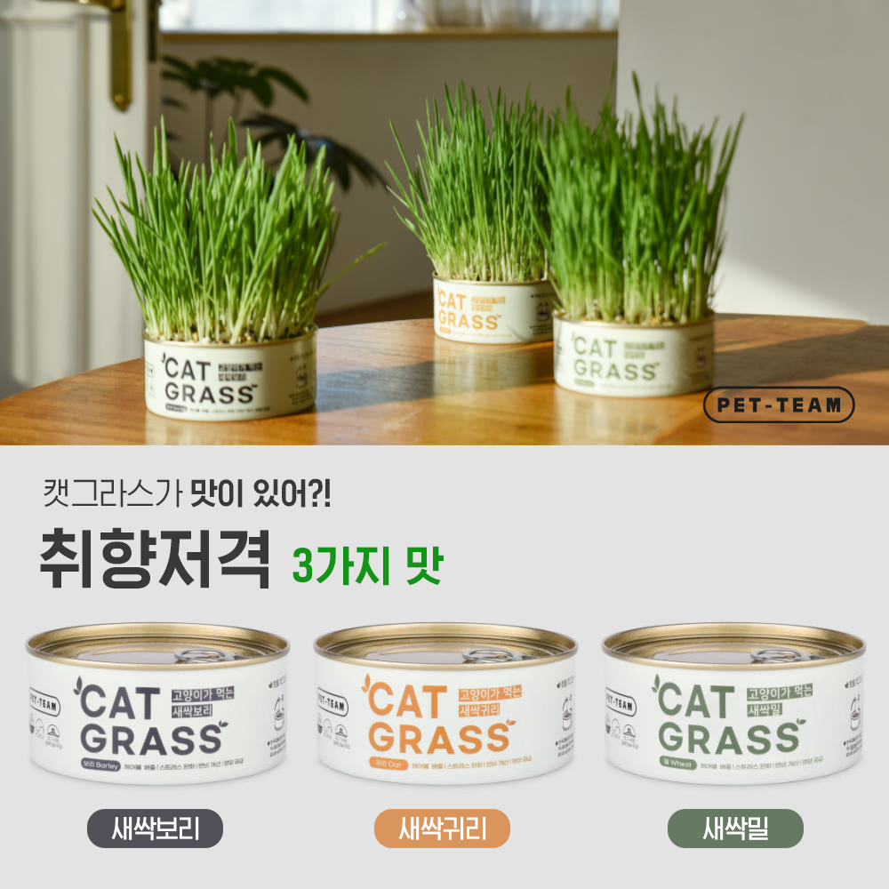 펫팀 고양이 캣그라스 재배키트 고양이풀 새싹보리 이미지 3