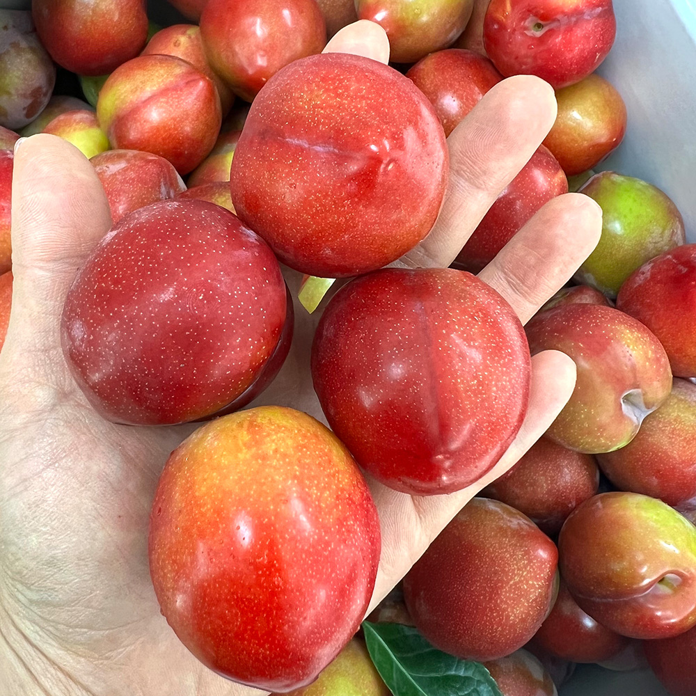 김천 고당도 대석 햇 자두 1kg 2kg 경북 산지직송 새콤달콤 26년 제철 햇자두 - 상품 이미지